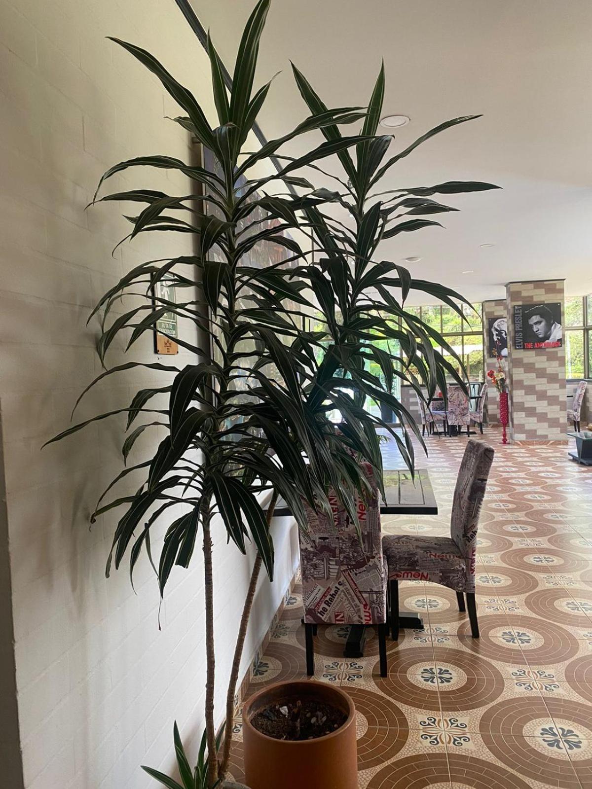 Hollywood Paradise Hotel Rionegro Zewnętrze zdjęcie